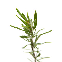 Fototapeta premium rosemary