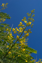 Cassia didymobotrya, Popcorn Cassia