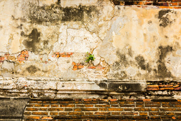Old brick wall with small plant leaf.