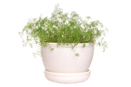 dill