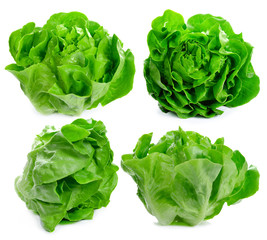 Lettuce salad isolated on white background.