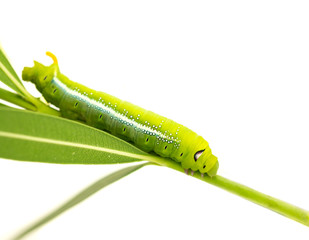 green butterfly worm