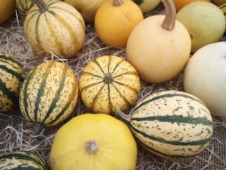 おもちゃかぼちゃ