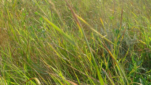 Steppen grass