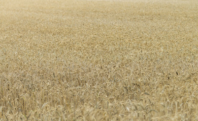 Wheat Field
