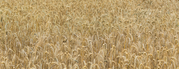 Golden Wheat Field
