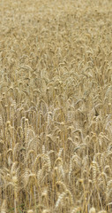 Wheat Field (close-up shot)