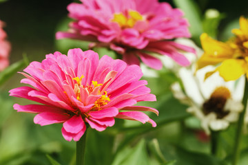 Pink floral  in garden