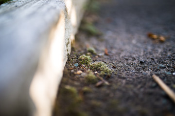 Green moss on road, selective focus with shallow depth of field.
