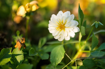 Fototapeta premium White Flower. Selective focus with shallow depth of field.