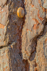 Old tree bark close up view