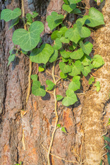 Old tree bark texture