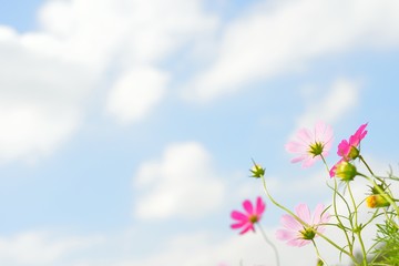 コスモス