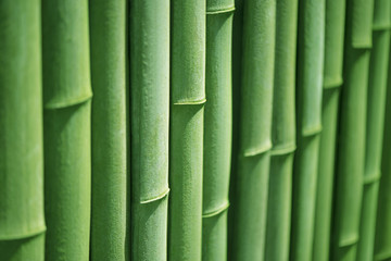 Bamboo　Line