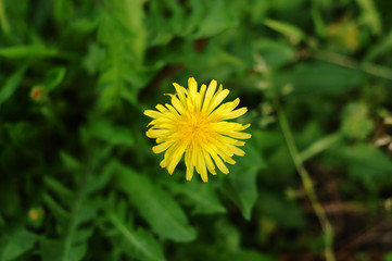 Yellow flower dandelion in spring in Japan