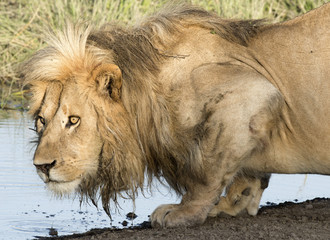 Africa, Tanzania Serengeti National Park, lion drinking