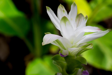 White 'Curcuma Alismatifolia' flower or 'Siam Tulip'  in the garden.