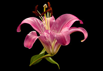 Pink lily flower on black