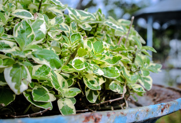 Shrubs on blue pot in a park, Selective focus and effected light image