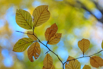 Autumn leaves