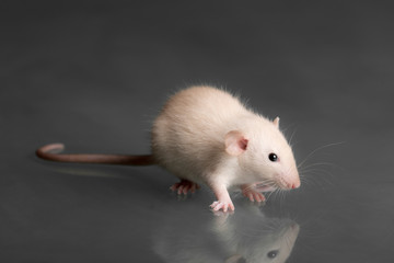 baby rat