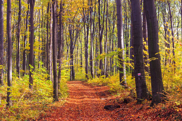 Fototapeta premium Footpath winding through colorful forest
