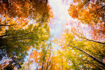 Fototapeta na wymiar Autumn beech fall forest