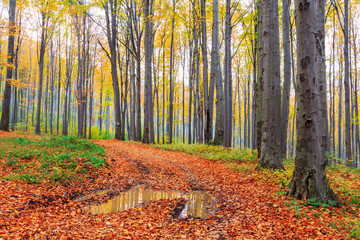 Autumn beech fall forest