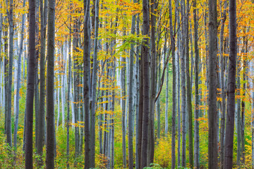 Autumn beech fall forest - obrazy, fototapety, plakaty