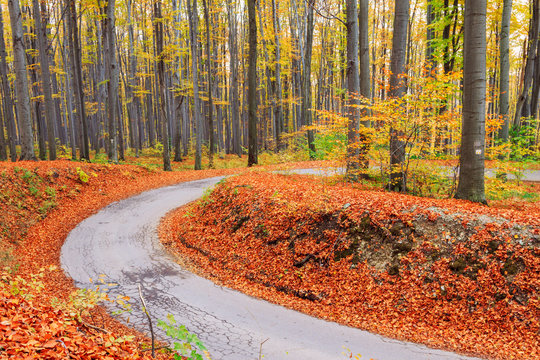 Road in autumn beech landscape