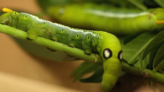 green caterpillar butterfly worm walking on green branch
