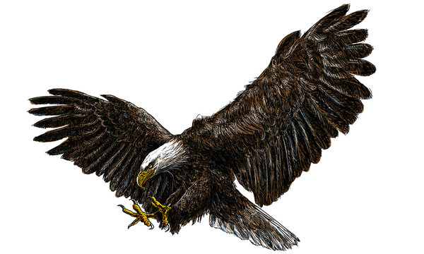Bald eagle swoop landing draw and paint color on white background.