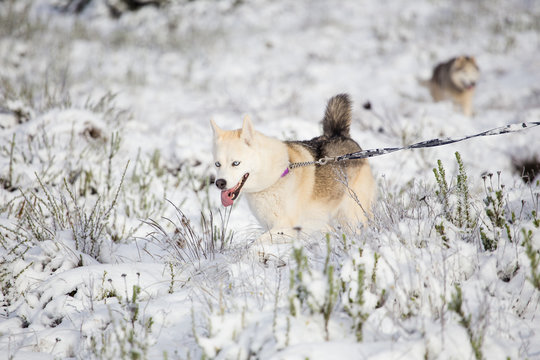 Close up image of Siberian husky playing in the snow in south africa