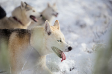 Close up image of Siberian husky playing in the snow in south africa