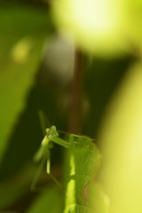 オオカマキリ　縦

