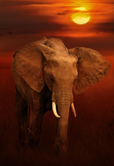 Fototapeta na wymiar Elephant in masai mara national park, Kenya