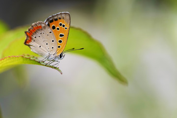 Obraz na płótnie Canvas 葉にとまるベニシジミ蝶 