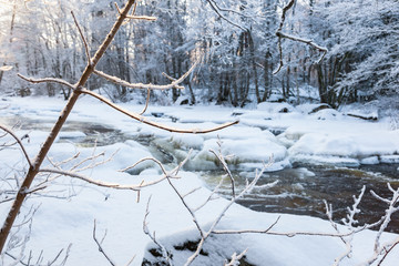 Tree branches with snow by a river in winter