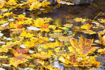 Yellow maple leaves in the water