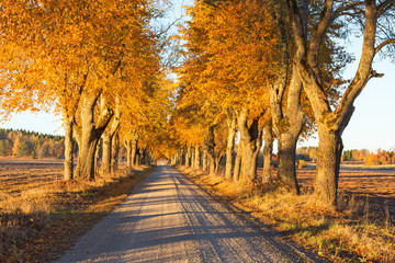 Country road lined with trees in autumn