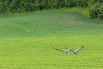 Cranes flying over a field