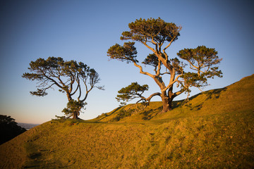 большие сосны © Mikulich Vasily