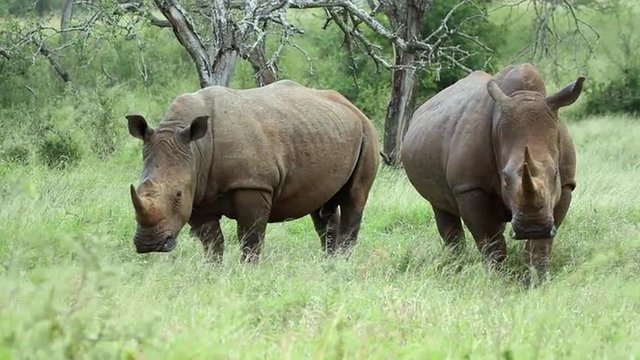 Amidst the rain in the wilderness, two white rhinos can be seen standing and then strolling away. Notably, one of them possesses an exceptionally large rhino horn