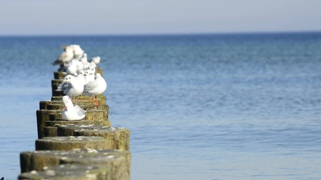 Lachm&ouml;wen auf Buhnen in der Ostsee