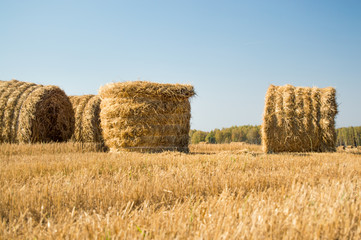 рулоны соломы на поле