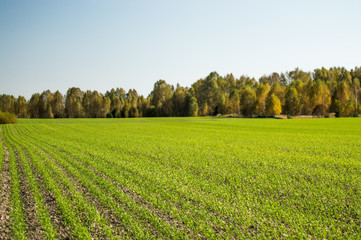 молодые  яровые всходы на полях