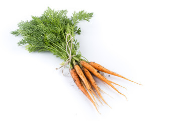 freshly picked carrots