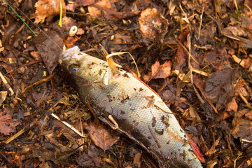 caught perch on the autumn leaves