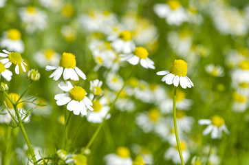 Closeup of chamomile growing in  garden