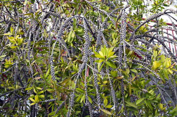 Exotic tree growing in Greece